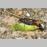 Ammophila sabulosa - Sandwespe 64e Sandwespe-beim-Raupendiebstahl-Sandgrube-Niedringhaussee.jpg